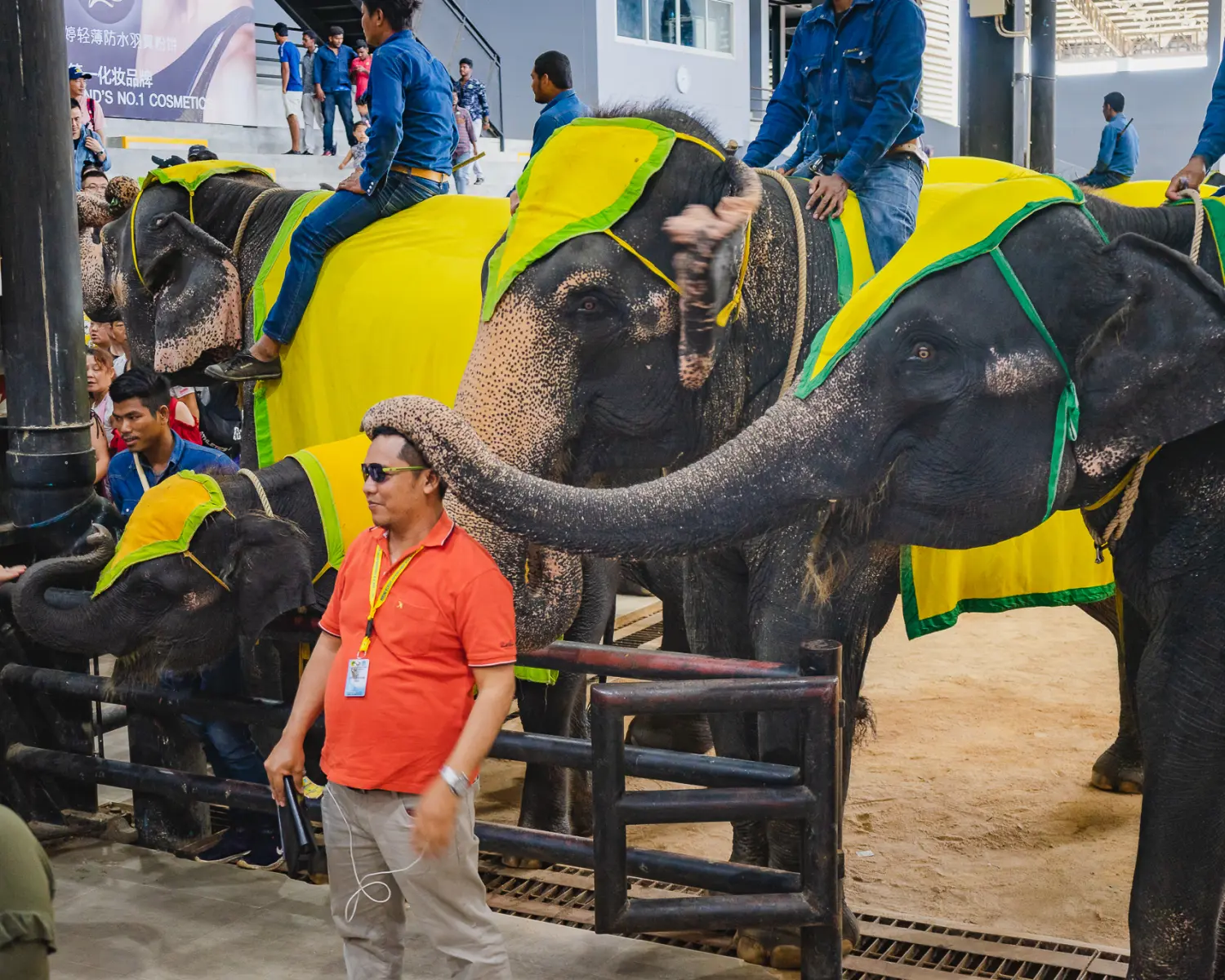 Elephant show